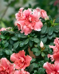 Rhododendron