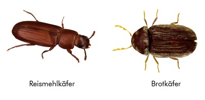 Käfer (Speckkäfer, Mehlkäfer, Getreideplattkäfer, Brotkäfer)
