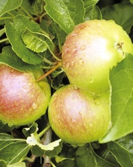 Apfel