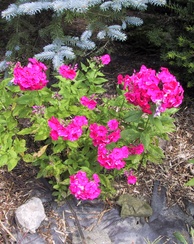 Phlox