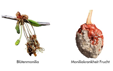 Monilia-Krankheit 