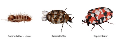 Käfer (Teppichkäfer, Kabinettkäfer, Messingkäfer)